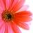 shaul856's profile image