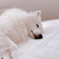 なの (@_qnanonano) 's Twitter Profile Photo なの (@_qnanonano) 's Twitter Profile Photo