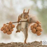 Tee R🦊xy (@teerxy1) 's Twitter Profile
