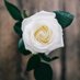 𝑩𝒍𝒐𝒐𝒎 (@bloominfinity11) Twitter profile photo 𝑩𝒍𝒐𝒐𝒎 (@bloominfinity11) Twitter profile photo