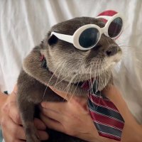 daily otter(@daily_otter) 's Twitter Profile Photo