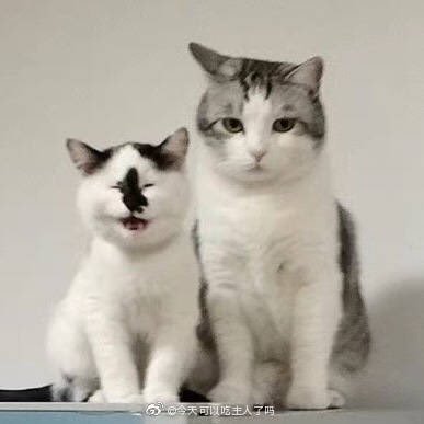 西柚梨さんのプロフィール画像