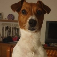 Tess' Travels UK 🐾 (@tesstravelsuk) 's Twitter Profile