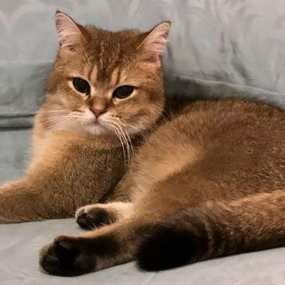 Mojhaa's profile picture. You Never Walk Alone