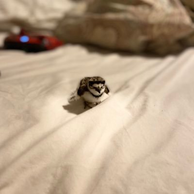 A person with a bird (update he died) :( 18+