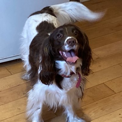 I’m Pixie, Spaniel in RTW, daddy is Monkex, he thinks he’s in charge 😂 he’s looking for a lady I might call Aunty New Mummy, a follow would be lovely 🐶