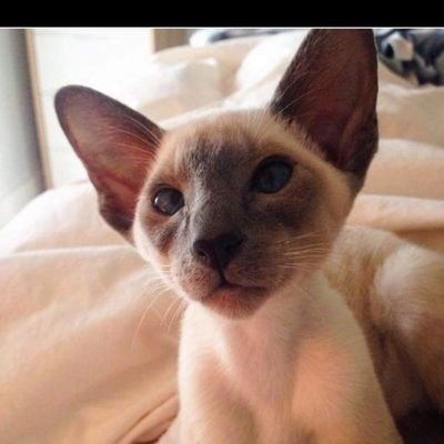 binkie40's profile picture. Liverpool FC, live with, owned by, Juliet, Lola and Rosey my wife and two cats