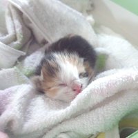 ミズユキ (@c_mizuyuki) 's Twitter Profile