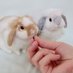 SEVEN's Bunny @nana (@sevensbunny) Twitter profile photo SEVEN's Bunny @nana (@sevensbunny) Twitter profile photo