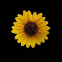 دلال اليامي (@dalal_sa906) 's Twitter Profile
