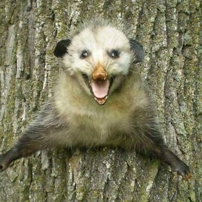 ArtVandelayTax1's profile picture. Taxidermist to the stars.
#AMFV
RESPECT