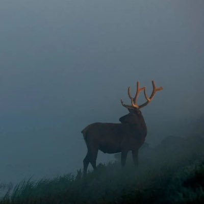 ChesterG_11's profile picture. 