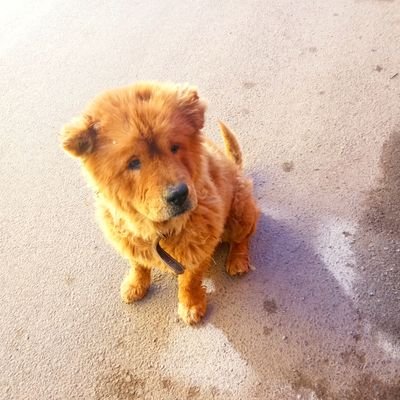 gussssstavo's profile picture.
