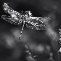 Raskolnikov (@asyailteris) Twitter profile photo