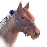 Pamela Crossley (@daicing) 's Twitter Profile