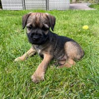 Peggy the Border Terrier CBE 🎖️(@PeggyBorder) 's Twitter Profile Photo