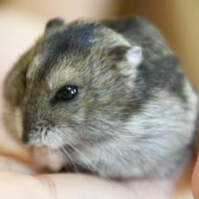 fuwax2ham's profile picture. #アニメ好きと繋がりたい❣成人済オタク❤︎𓈒𓂂𓏸 娘👧とポケカにハマり中🥳┋アニメ┋ゲーム┋漫画┋声優┋🐹┋🧸┋垢分け苦手(不器用)なので超雑多な垢です🙊 ゆるく呟いてます✍🌸𓂃꙳⋆ 【#ふわハム当選】