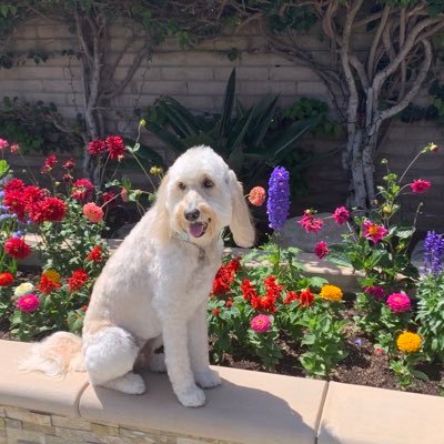 🚫DMs!l I love doggies, gardening, music, and quick witted, honest people. Biden Harris! 2024! ☮️🐶🎼🏝😎