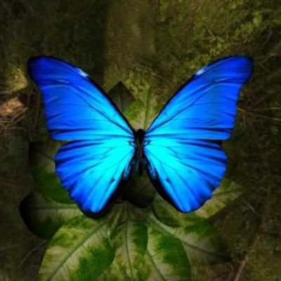 純(きいと)🦋さんのプロフィール画像