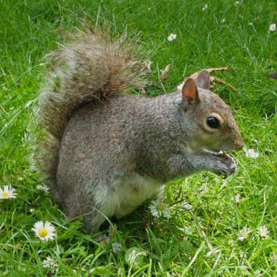 SquirrelDay1 Profile Picture