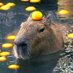 CapybaraOnVacation 🇺🇦 (@CapyOnVacation) Twitter profile photo