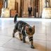 Attlee the Commons Cat (@speakerscat) Twitter profile photo