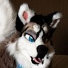 Cloud_The_Husky's profile picture. City Husky | Master of Tail Curls | Traveler | Ramen Enthusiast | Vore Tendencies | Paw Slut | Feral | Therian | 🔞 18+ No Minors
