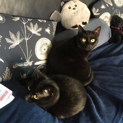 Retired from teaching. Football fan. Owner of black cats - cats might disagree and say cats have owned me.