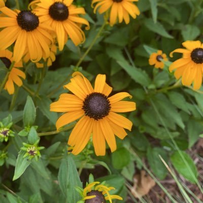 apexhs_science's profile picture. Twitter for the Apex High School Science Department.