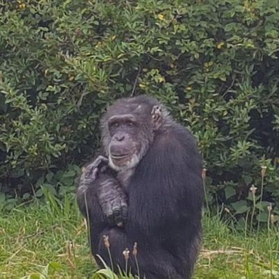 jurrasicinvest's profile picture. Investor of the bottom of the curve stocks .