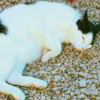 にゃんたこ (@nyantacororo) 's Twitter Profile