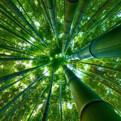 luowanchun7's profile picture. 诗词歌赋样样精通