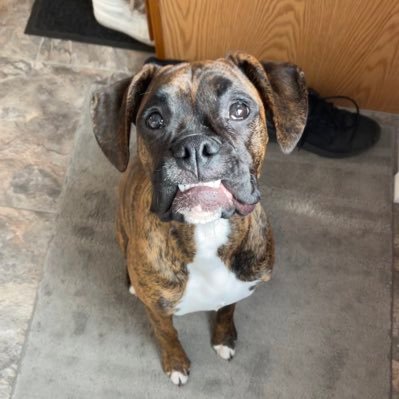 brookstheboxer's profile picture. 🐶female brindle boxer born 09/11/2021🎈happy-go-lucky pup flipping and licking my way through life🤪 michigan📍