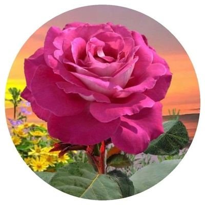 KxKwqiw9P1I6aG6's profile picture. 😀