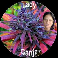 Lady Ganja® Bud (@ladyganjabud) 's Twitter Profile
