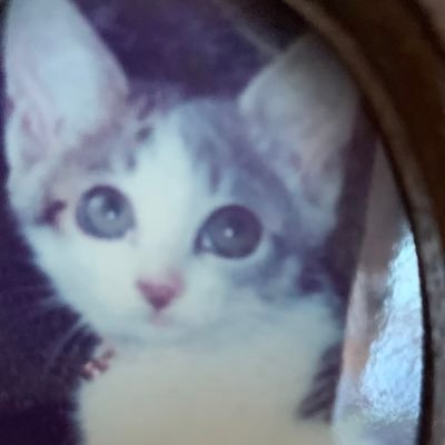 siratamatubaki's profile picture. 🙏猫🐈とハーブ🌿、薔薇🌹を愛しています。