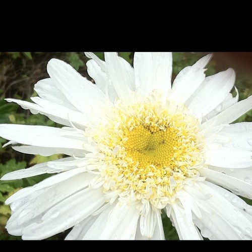 Blossie568's profile picture. 