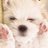 けんのアイコン
