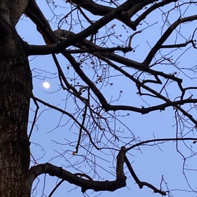 Androsephoros's profile picture. In continua ricerca …