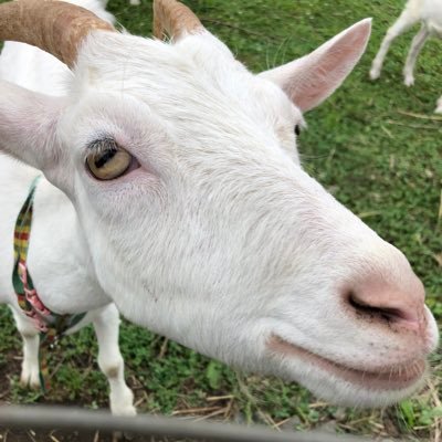 Kakasanponomiti's profile picture. 岩手県の素晴らしい場所、体験、学び、笑い等をボヤいてく山羊人の🐐です✨ 「山羊人とは？」人間と🐐のハーフです✨普通の人と変わりませんが、感情が高鳴るとミノタウルスやケンタウロスの様な見た目になります✨ご近所さんには「今日はミノフォームね✨」と可愛がられております🐐✨私は変身するので変質者かもしれません🐐✨