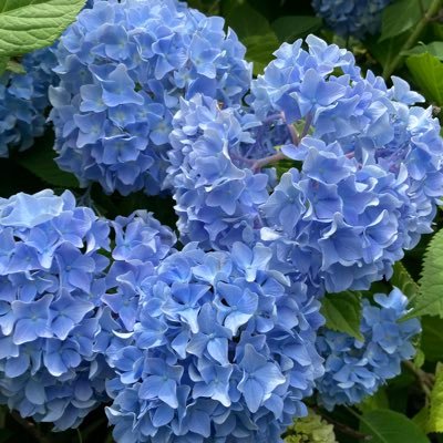 koroanago0723's profile picture. 2020/1/1断酒開始。2022/7/23 #Twitter断酒部 入部。