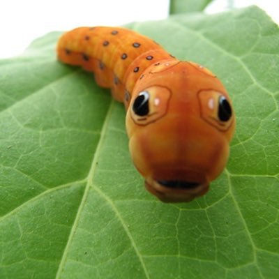 Raupe_NimmerSAT's profile picture. 