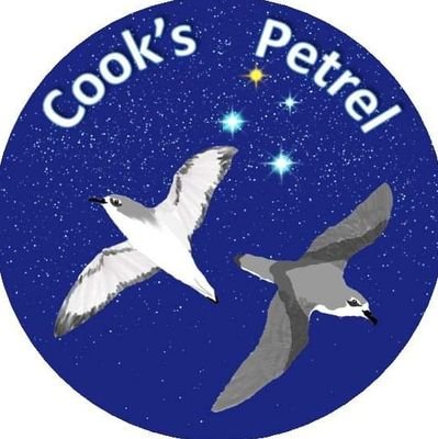 Cook's Petrel Bird of the Century