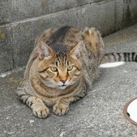 もと副店長 (@train1215) 's Twitter Profile