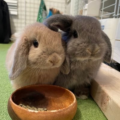 食いしん坊でやんちゃなおはぎ【グレーの♂】と、女子力高めでちょっと賢いきなこ【ベージュの♀】の凸凹コンビウサズと暮らしてます🙆♀️ 🐰完全ウサ垢🐰 かわいいうさぎさんアカウントへの無言フォローお許しください🙇♂️