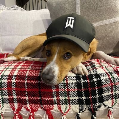 Sammy_BeatZ's profile picture. Beat Maker, Fur Dad, Die hard sports fan, Jack of all trades.