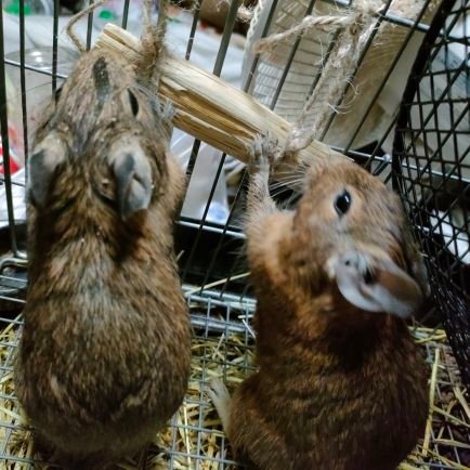 デグーを自分で2匹飼って家族内でもう2匹