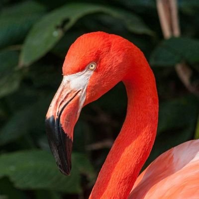 FlamingoREG