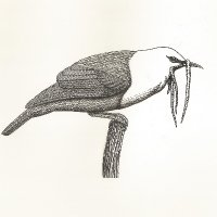 Neotropical Birding and Conservation (@neobirdcons) 's Twitter Profile Photo Neotropical Birding and Conservation (@neobirdcons) 's Twitter Profile Photo