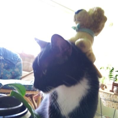 IkiruYaja's profile picture. .
🐾🔥☔🌈